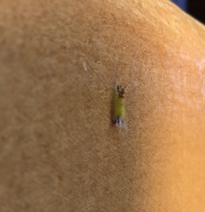 Lophocampa catenulata
