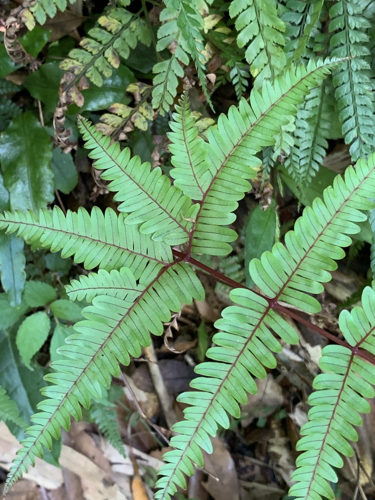 Pteris fauriei (Pteris fauriei)