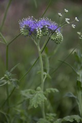 Phacelia congesta