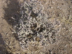 Cylindropuntia anteojoensis