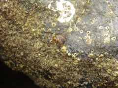 Nerita funiculata