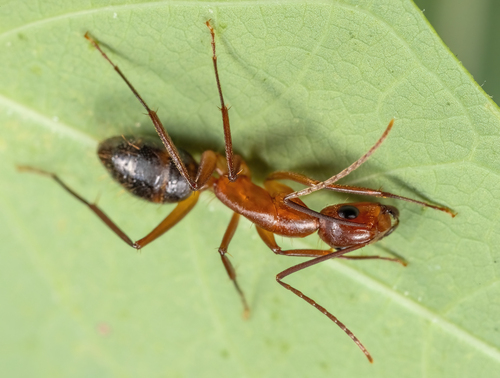 不等弓背蚁Camponotus inaequalis