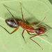 Camponotus inaequalis - Photo (c) Josh Olive, osa oikeuksista pidätetään (CC BY-NC-ND), lähettänyt Josh Olive