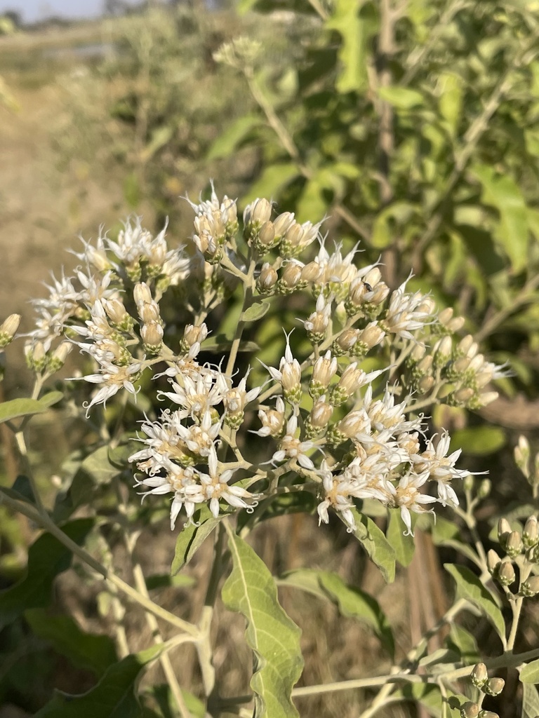 Gymnanthemum amygdalinum, Okavango Delta, North West, BW