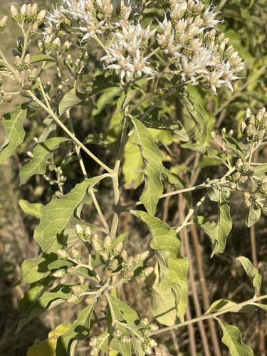 Gymnanthemum amygdalinum