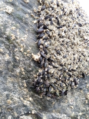 Brachidontes