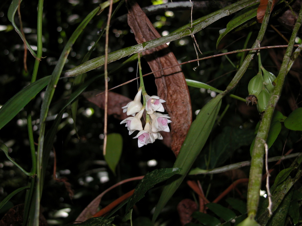 Dendrobium pachystele Schltr.