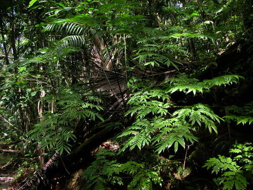 Ptisana sylvatica