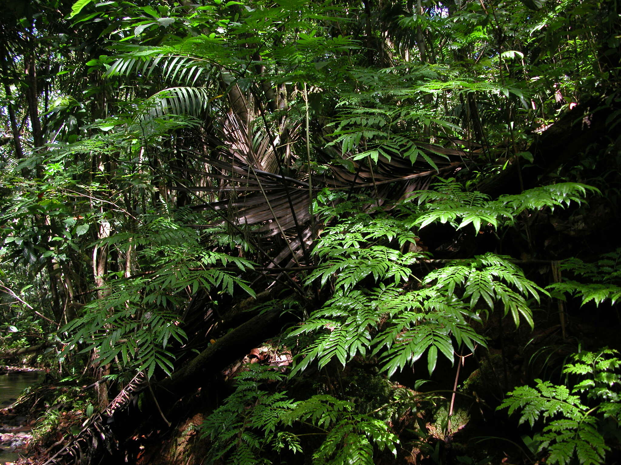 Ptisana sylvatica