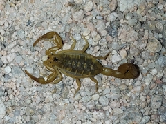 Centruroides exilicauda