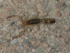 Centruroides exilicauda