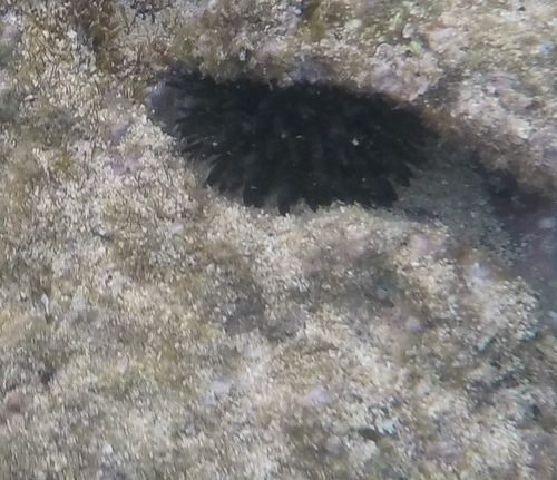 Echinometra oblonga