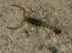 Centruroides exilicauda