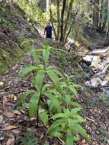 Leopard Lily foliage