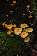 Chromosera cyanophylla image