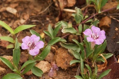 Dyschoriste schiedeana