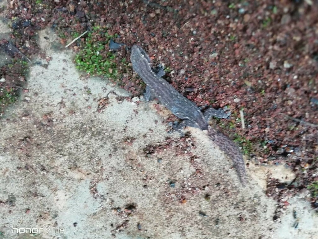 Kmtr Slender Gecko