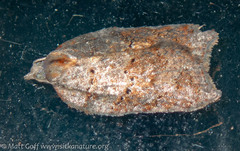 Acleris effractana
