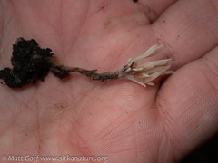 Clavulina castaneipes