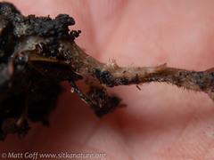 Clavulina castaneipes