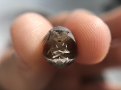 Armadillidium granulatum