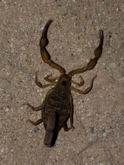 Centruroides exilicauda