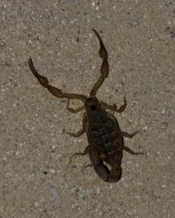 Centruroides exilicauda