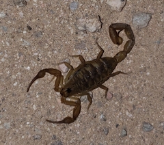 Centruroides exilicauda