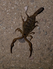 Centruroides exilicauda