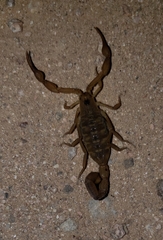 Centruroides exilicauda