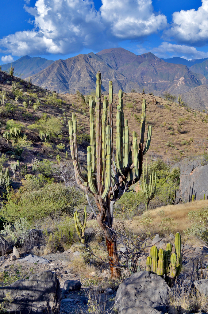 Armatocereus rauhii