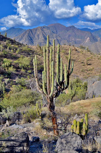 Armatocereus rauhii