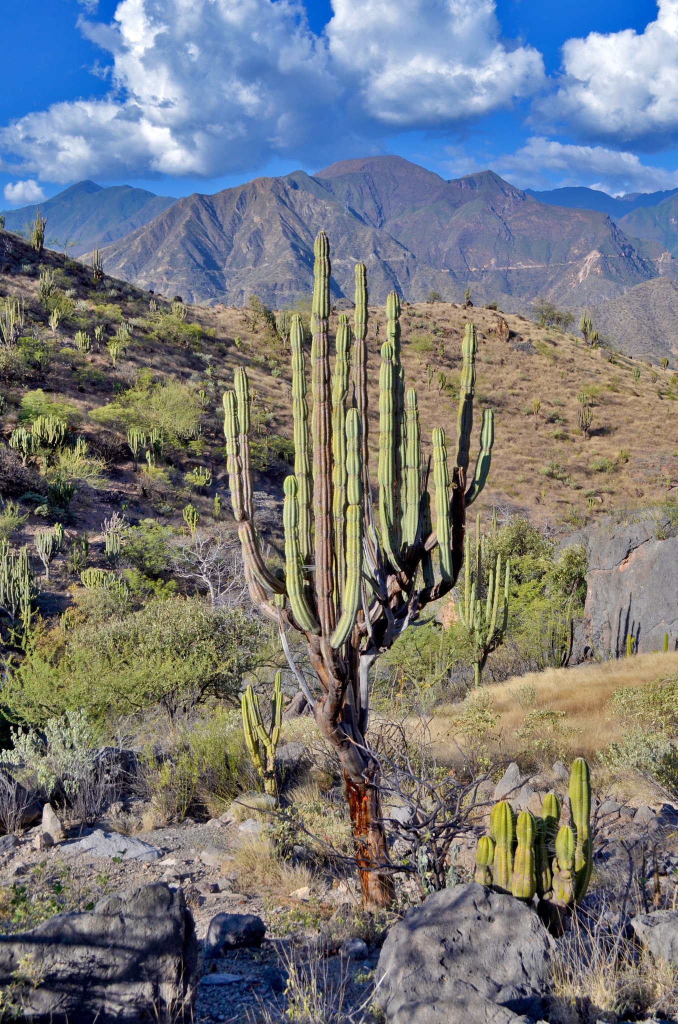 Armatocereus rauhii