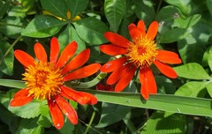 Pseudogynoxys chenopodioides