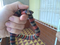 Lampropeltis micropholis