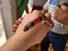 Lampropeltis micropholis