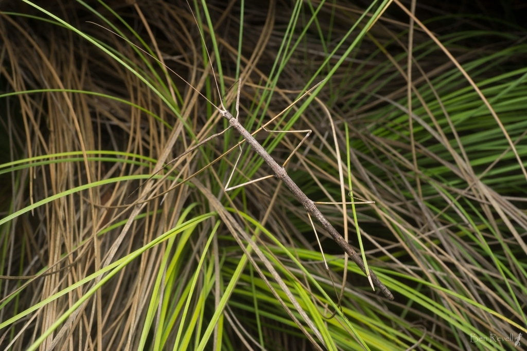 Living Twig