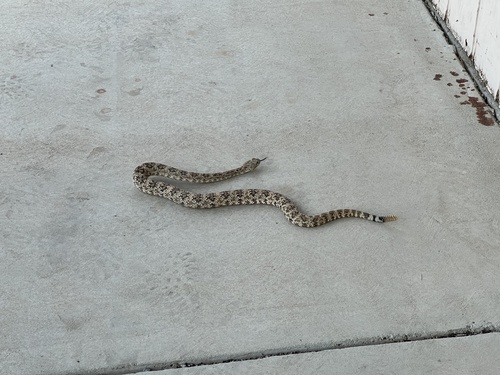 iNaturalist observation photo of Southwestern Speckled Rattlesnake