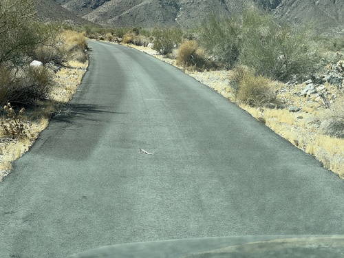 iNaturalist observation photo of Desert Iguana