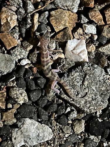 iNaturalist observation photo of Western Banded Gecko