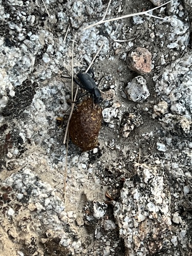 iNaturalist observation photo of Cryptoglossa muricata