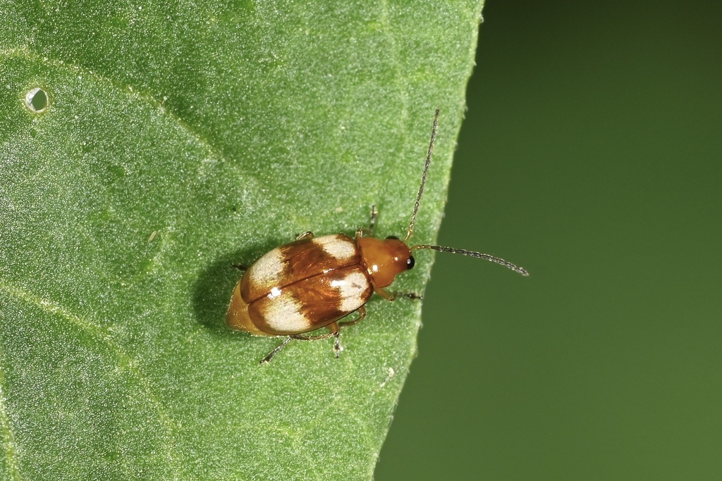 Monolepta signata from Guangming, Shenzhen, Guangdong, CN on May 24