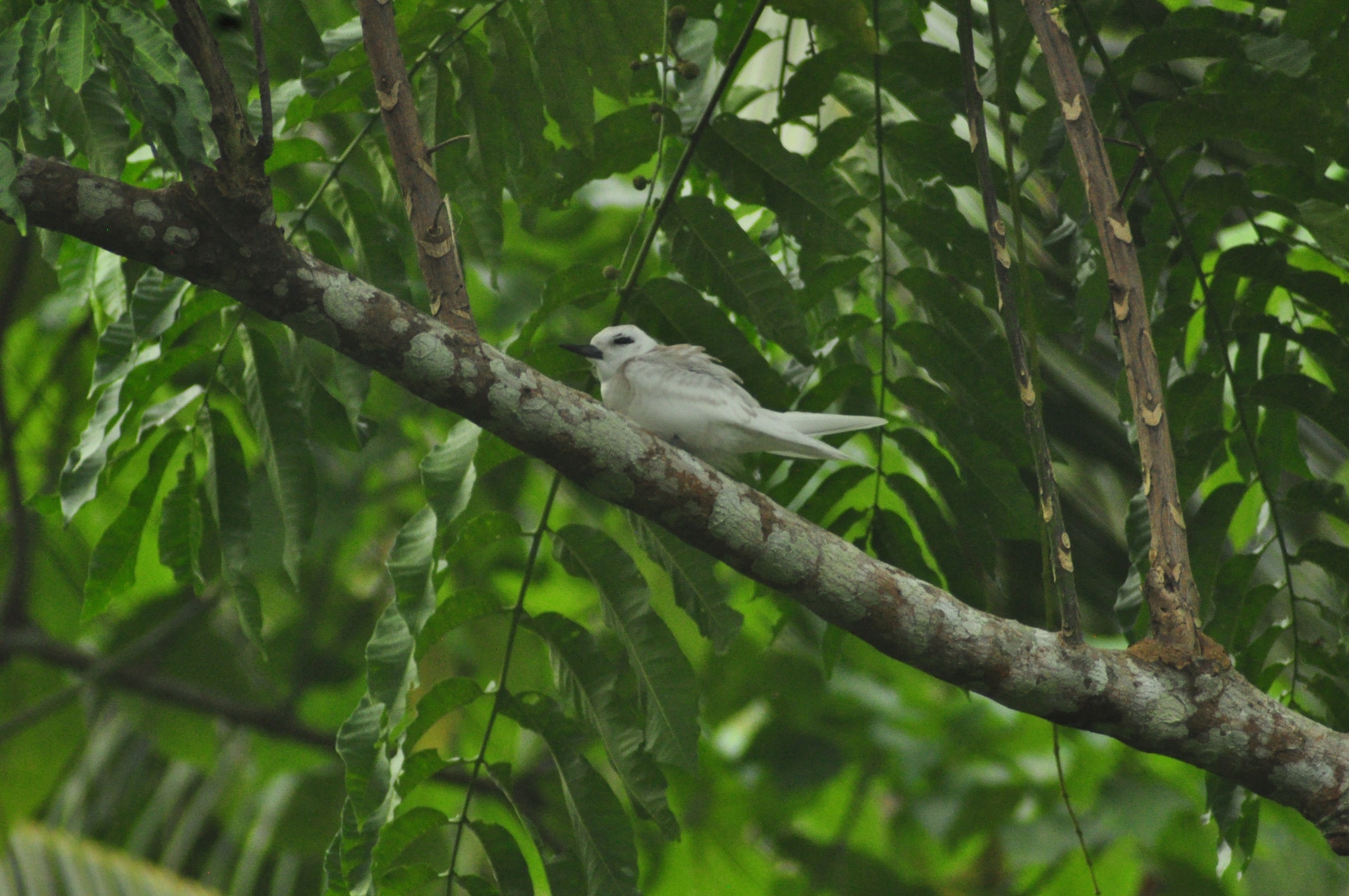 Atlantic White Tern