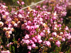 Erica lateralis