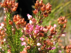Erica phillipsii