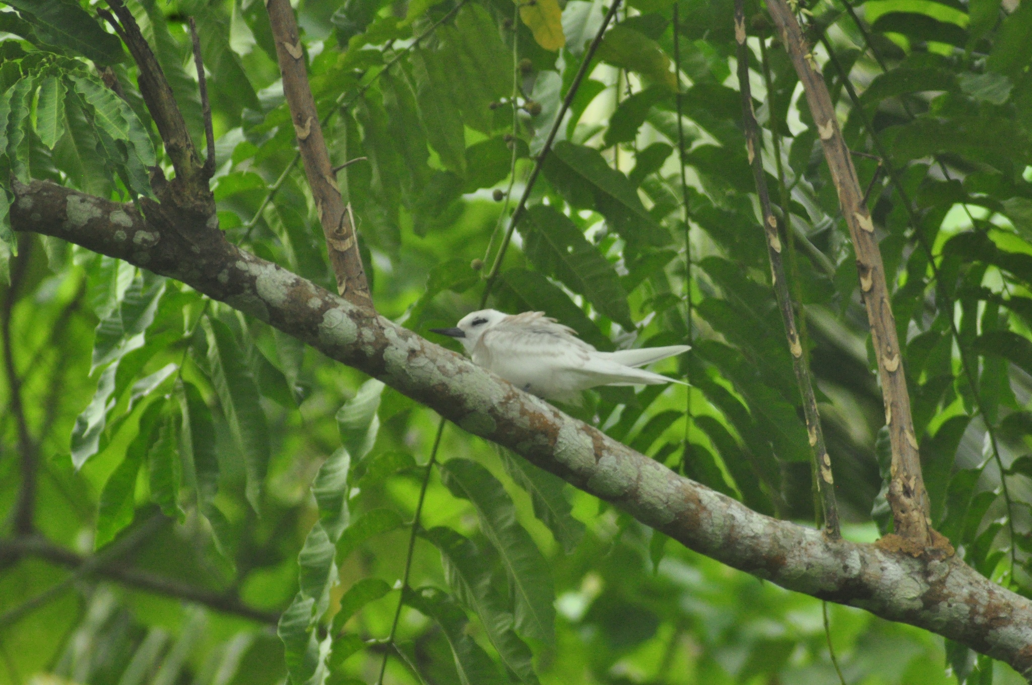 Atlantic White Tern
