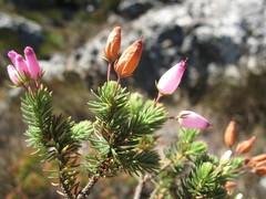Erica doliiformis