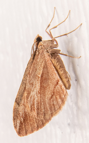 Stamnoctenis pearsalli photo 5