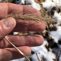 Elymus riparius