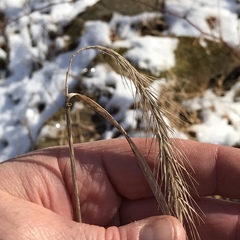Elymus riparius